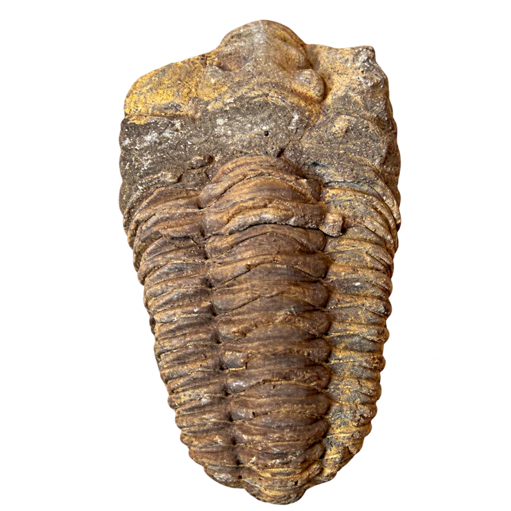 Skamenelina trilobita