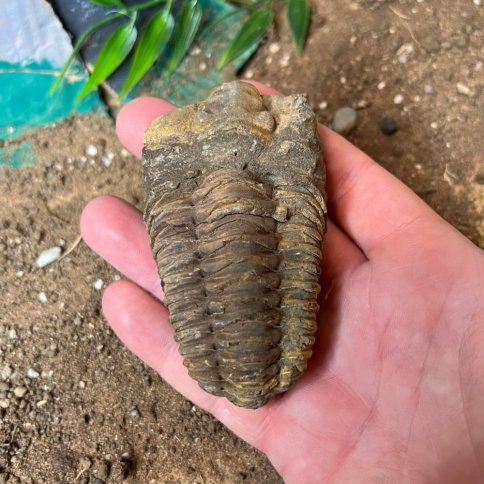 Zkamenělina trilobita